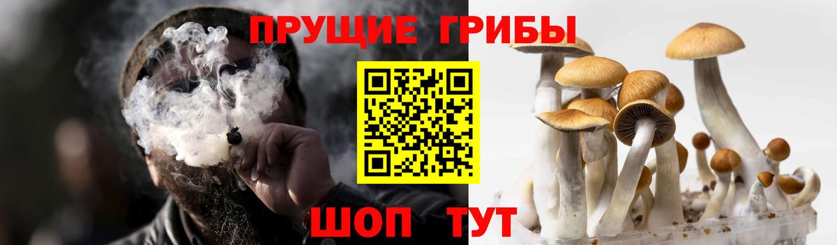 Псилоцибиновые грибы Psilocybe Знаменск